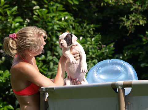 American bulldog pup